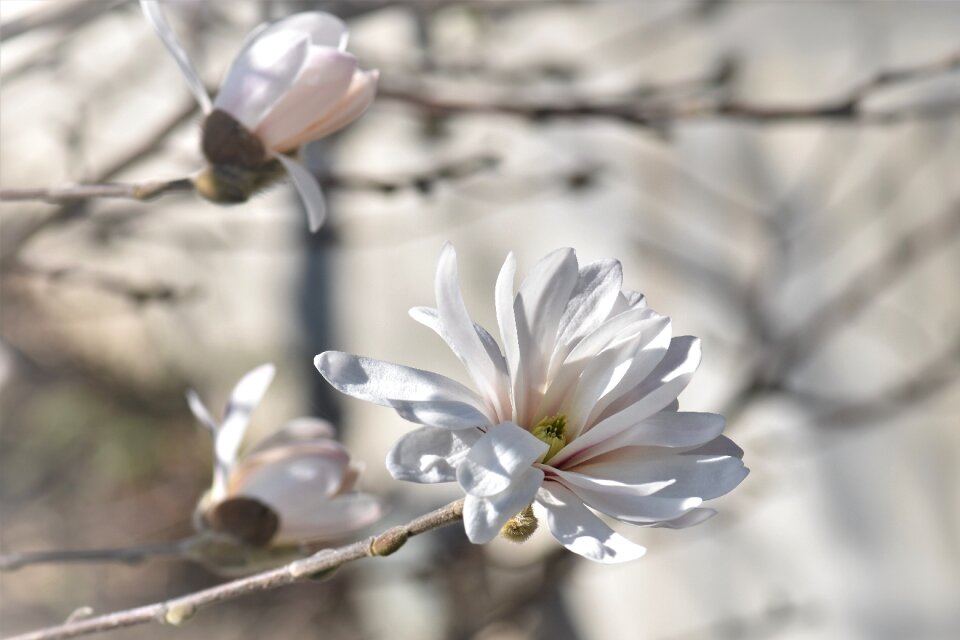 Bloom plant bush photo