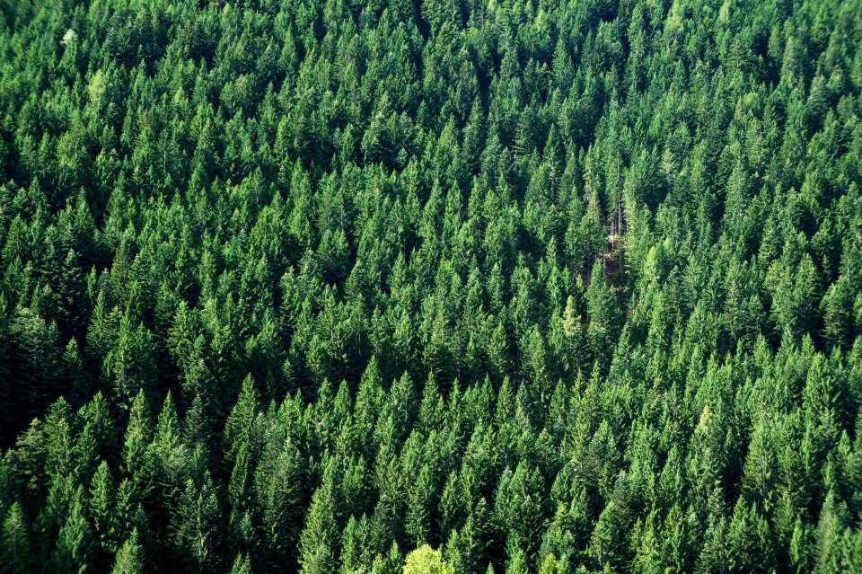 Background nature evergreen