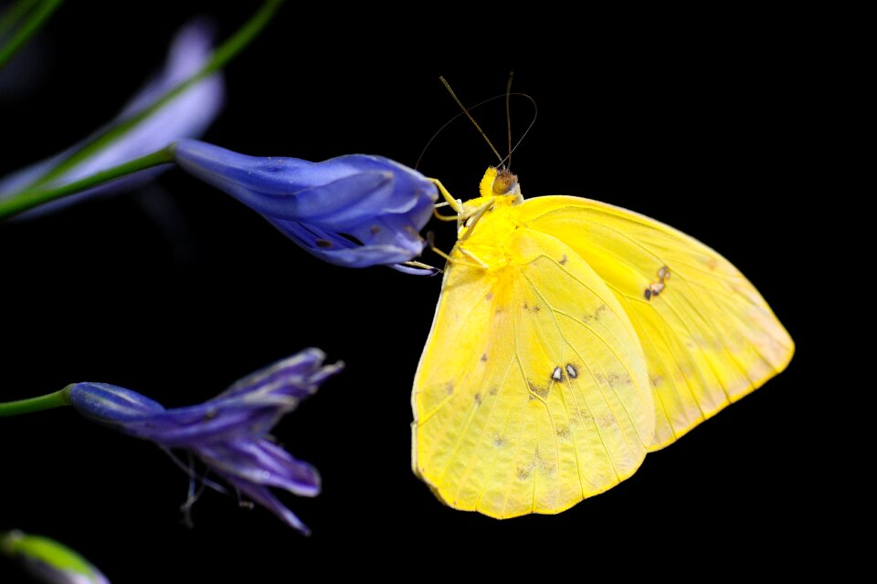 Colorful animal wing
