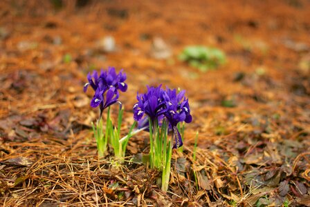 Flora flowers flower