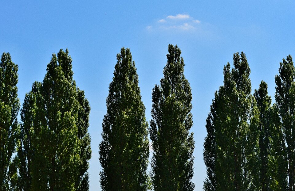 Summer blue nature