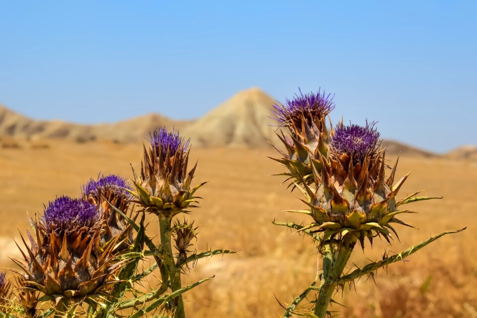 Nature wilderness weed