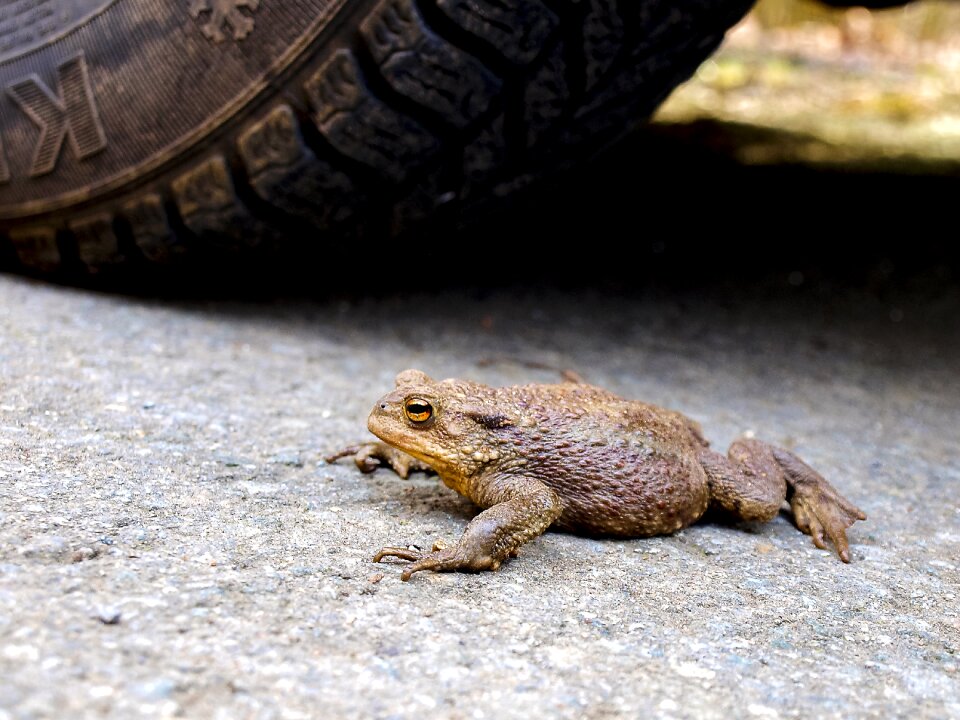 Amphibians nature animal