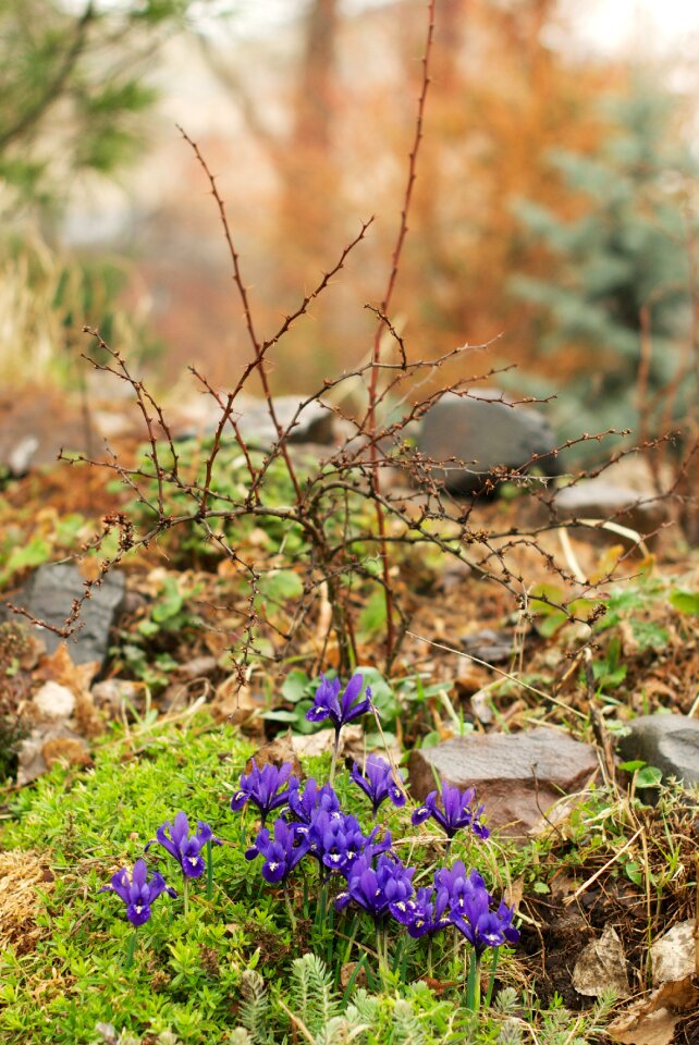 Flora flowers flower
