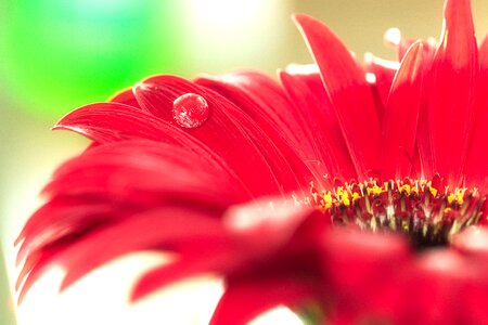 Flourished red bokeh photo