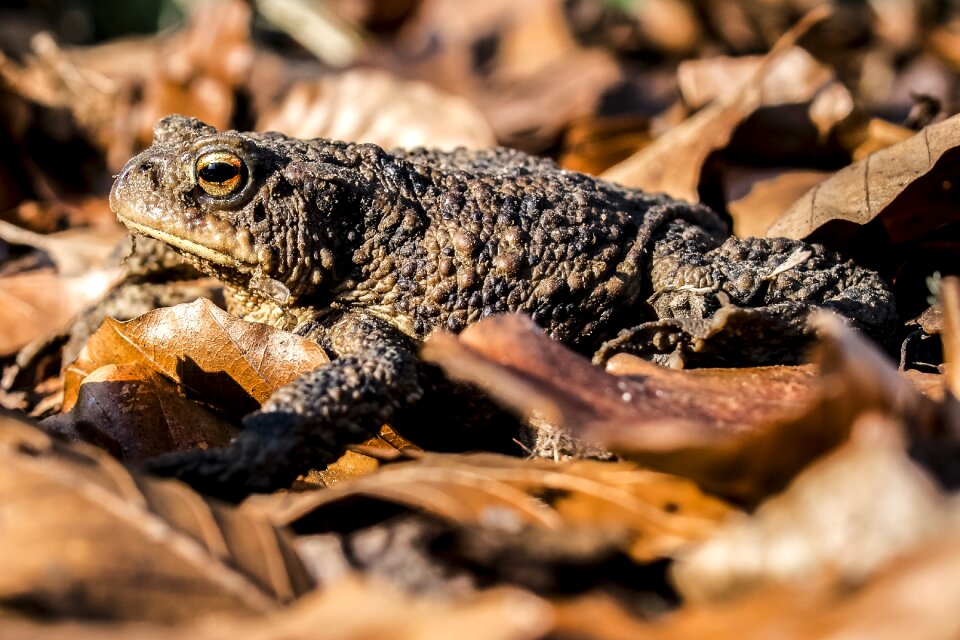 Amphibians nature animal