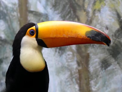 Zoo beak animal