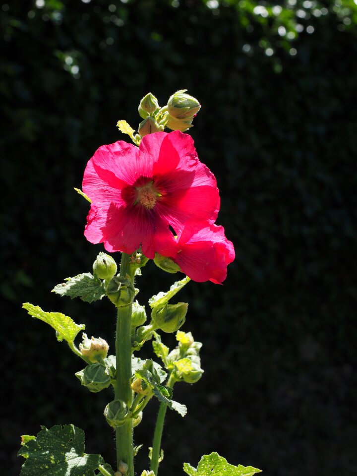 Red hollyhock poplar rose