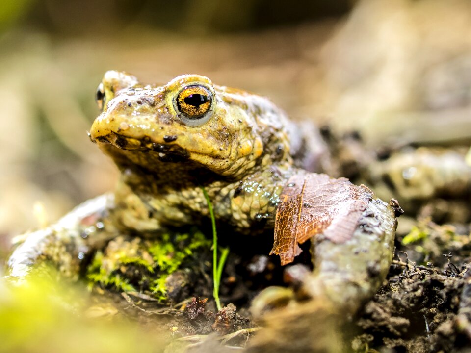 Amphibians nature animal