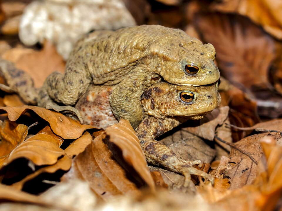 Amphibians nature animal