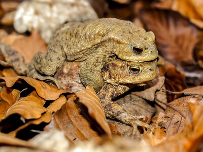 Amphibians nature animal