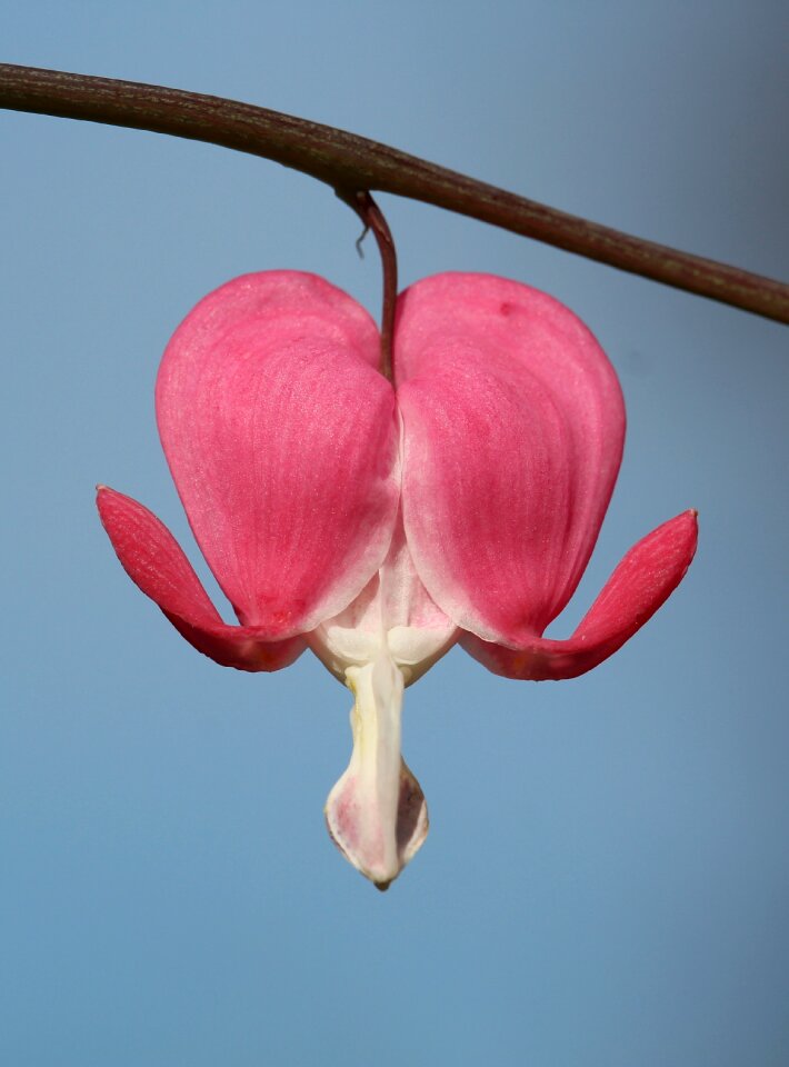 Bloom pink pink flower