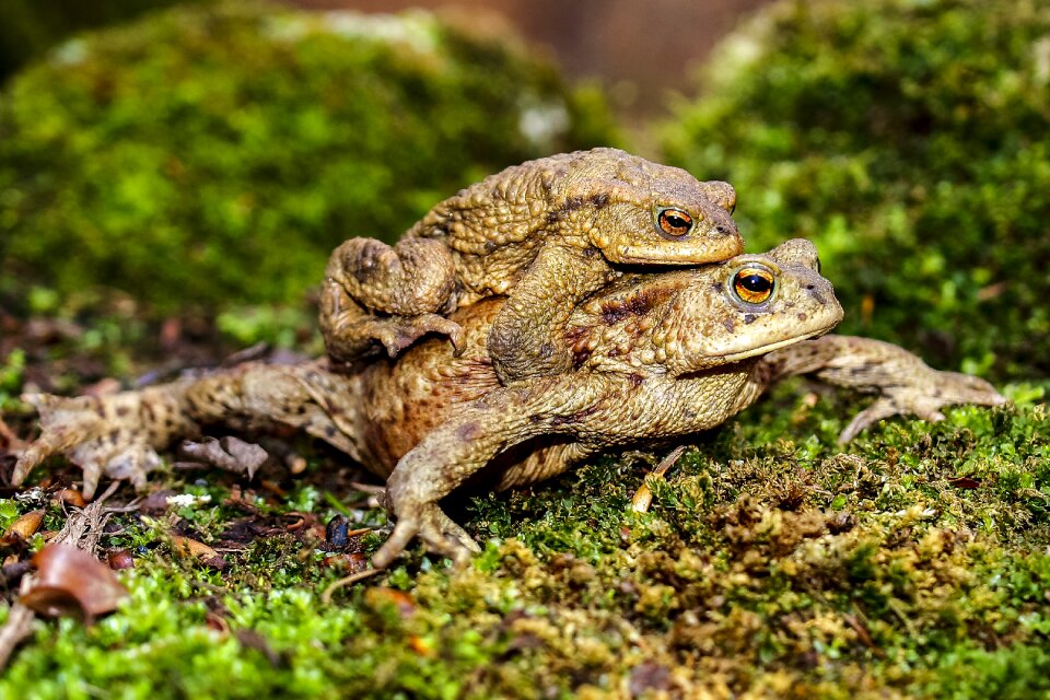 Amphibians nature animal