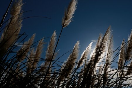 Tall grass plants backlight