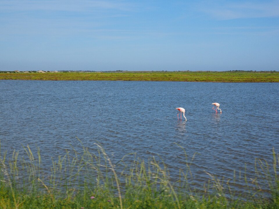 Bogs pink flamingos flamingos