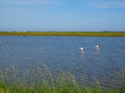Bogs pink flamingos flamingos
