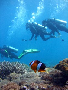 Anemone nemo scuba diving photo