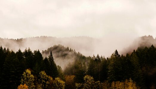 Dawn fog forest photo