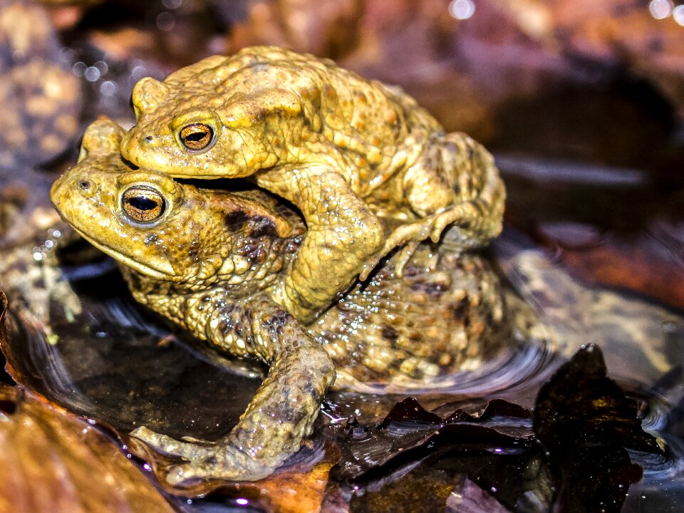 Amphibians nature animal