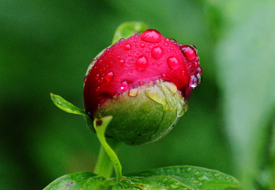 Raindrop nature macro