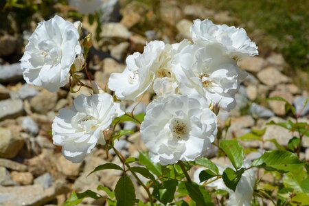 Summer flowers white rose garden