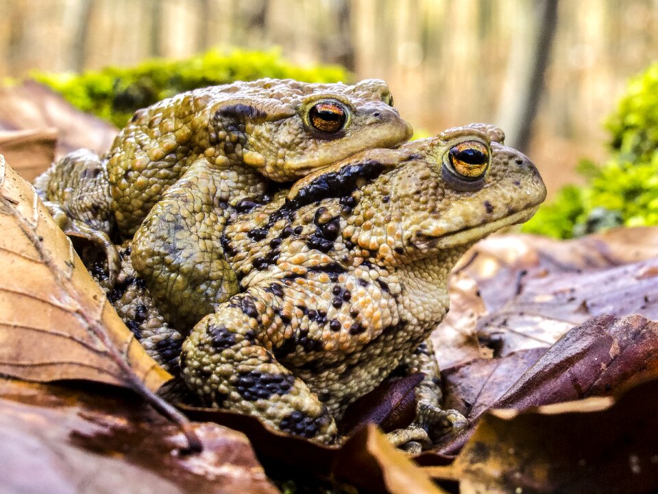Amphibians nature animal