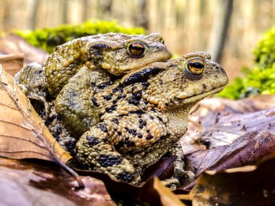 Amphibians nature animal