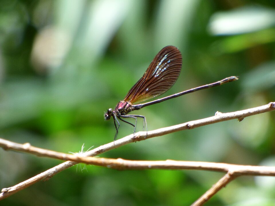 Iridescent flying insect branch