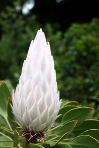Flower plant blossom