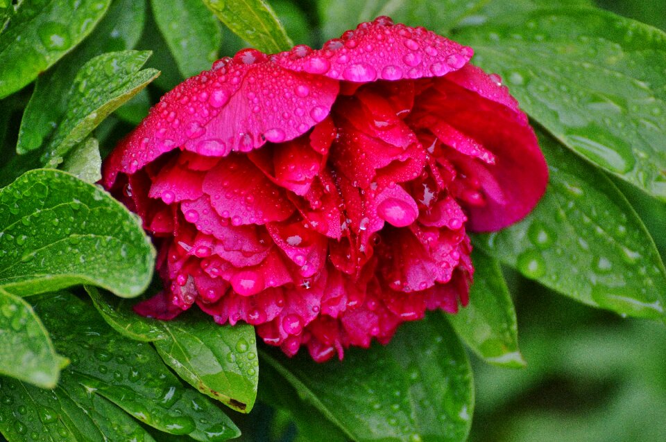 Raindrop nature macro