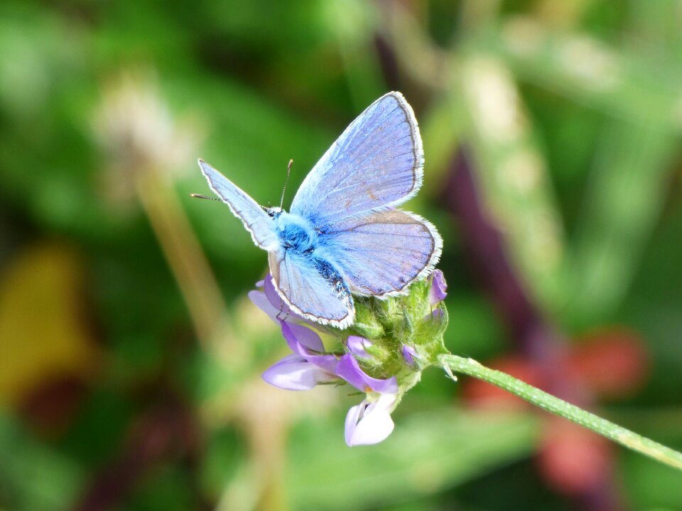 Polyommatus icarus blauet libar
