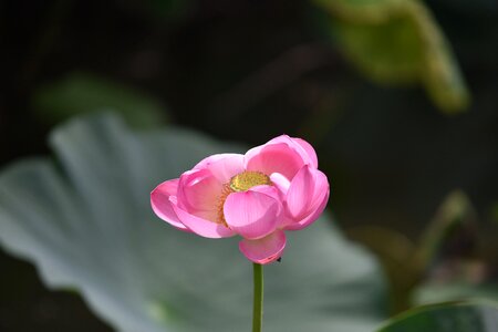 Lotus pond aquatic plant