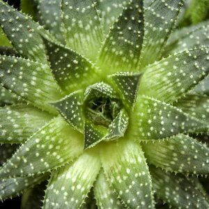 Nature flora fauna
