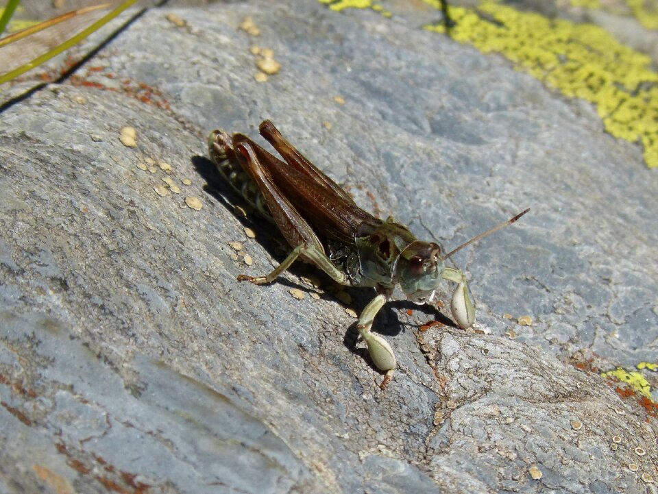 Rock orthopteron pyrenees