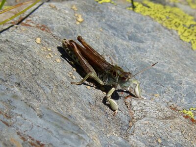 Rock orthopteron pyrenees