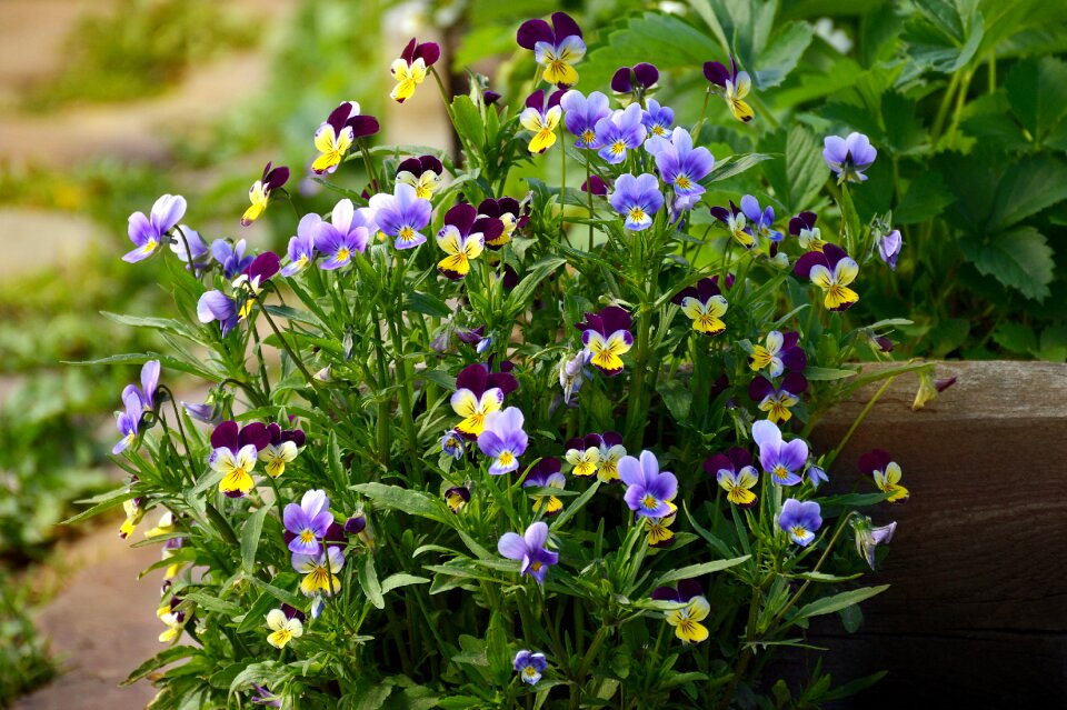 Pansies flowers multi color