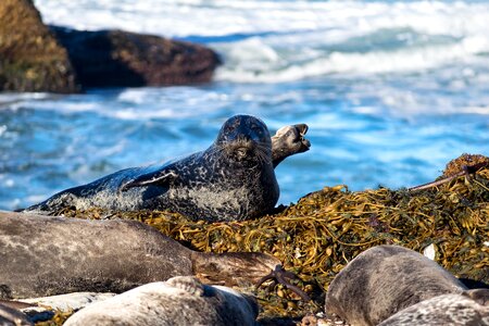 Ocean animal life