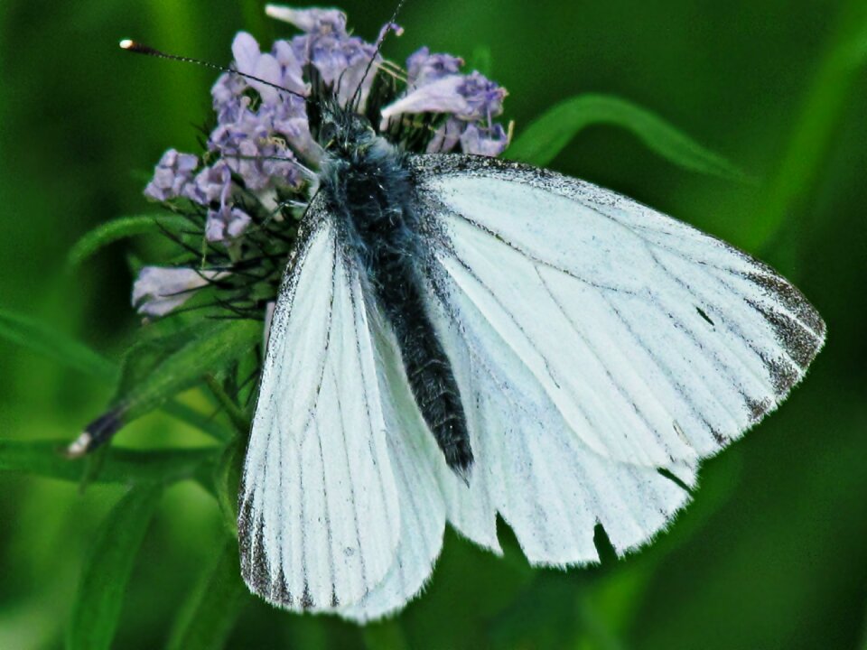 Nature wings green background