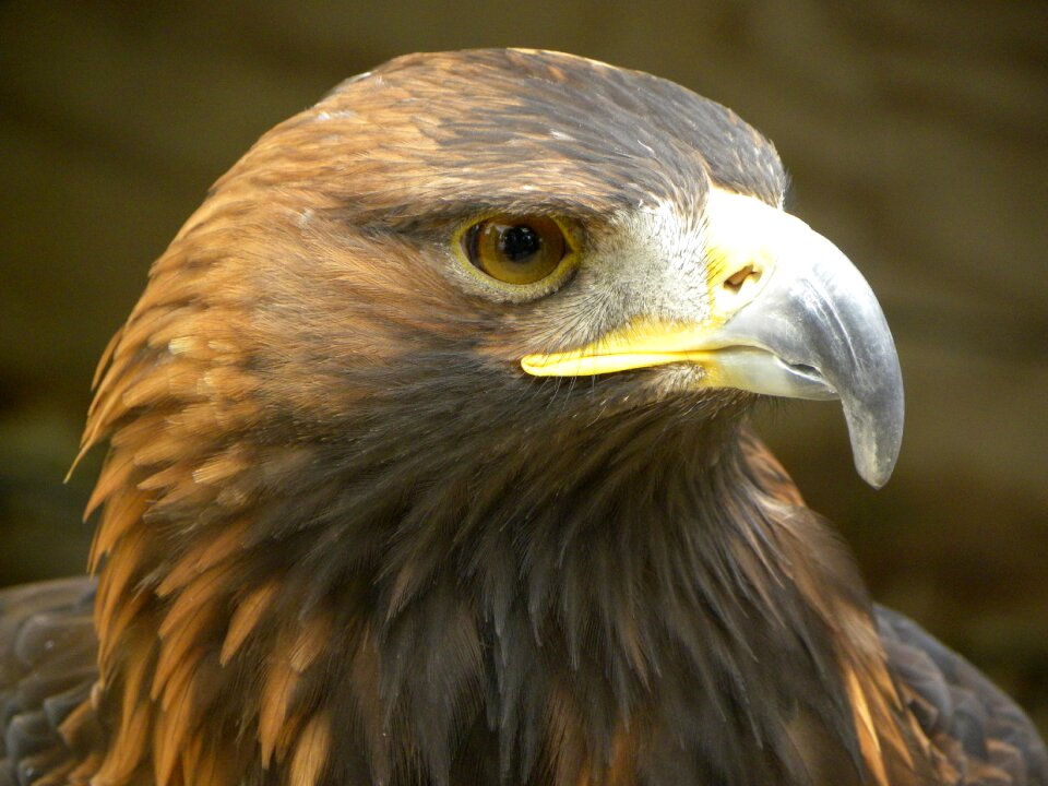 Raptor majestic predator photo