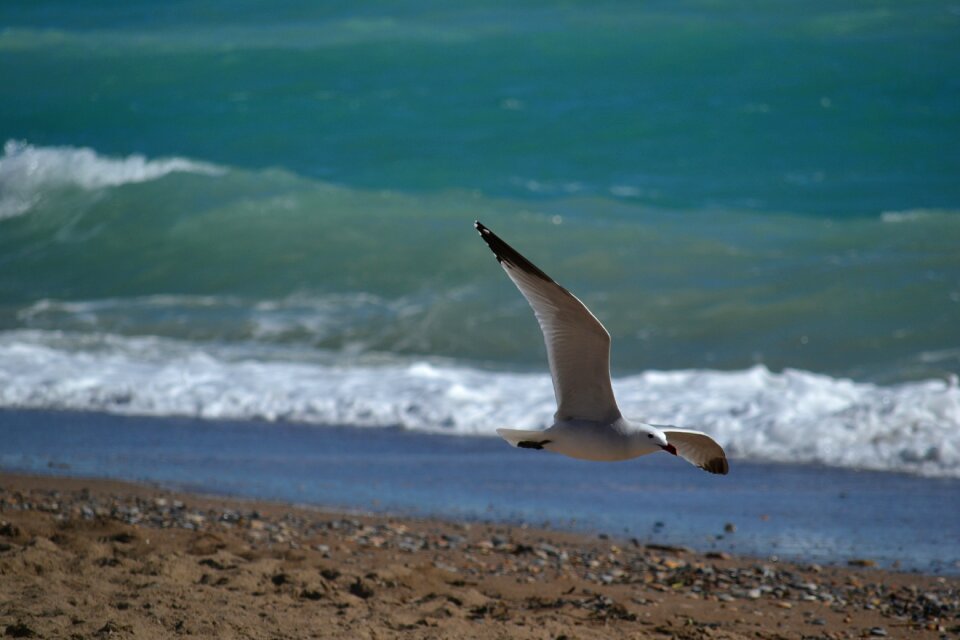 Bird sea flight