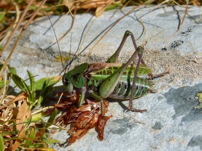 Pyrenees high mountain orthopteron