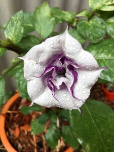 Poisonous solanaceae brugmansia photo