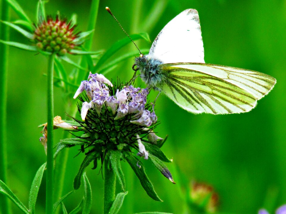 Butterfly insects nature