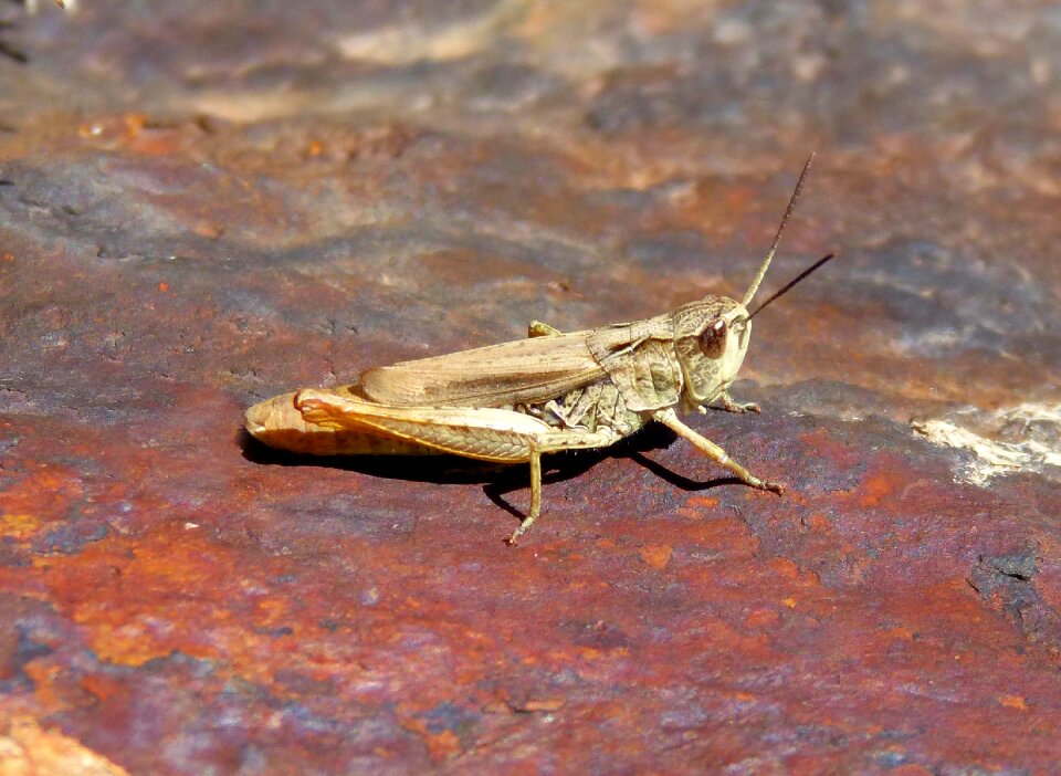 Rock orthopteron pyrenees