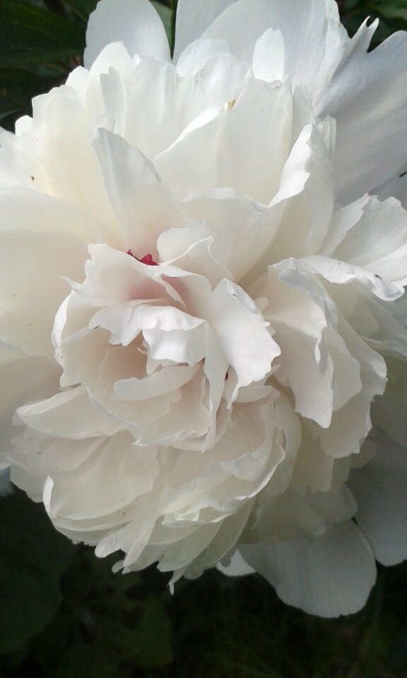 Blossom bloom plant