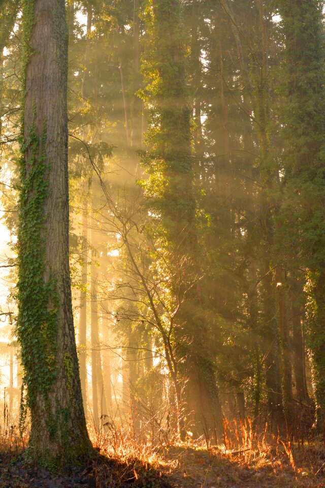 Autumn trees mystical
