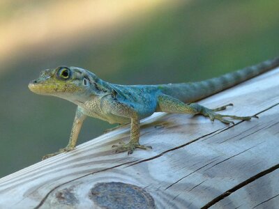 Lizard reptile green