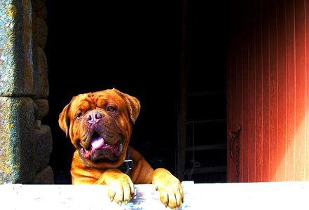 Adorable portrait tenacious