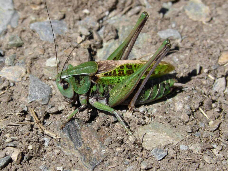 Pyrenees high mountain orthopteron