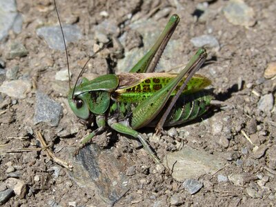 Pyrenees high mountain orthopteron
